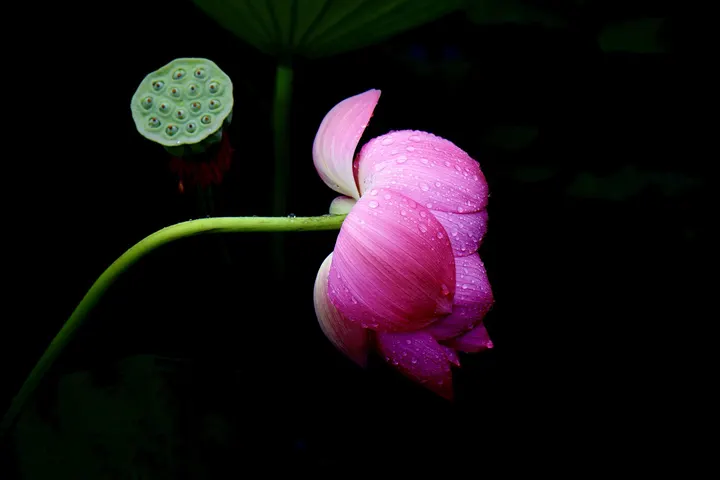 雨荷