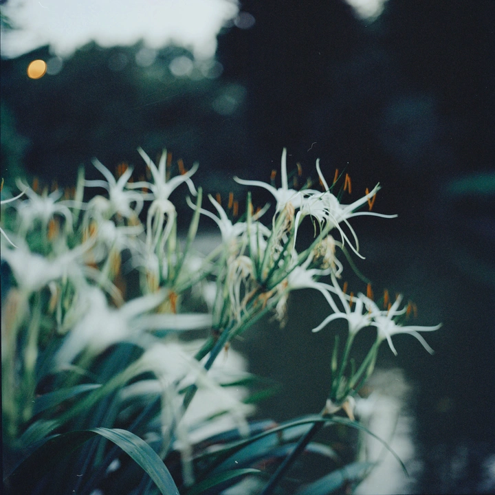 花期