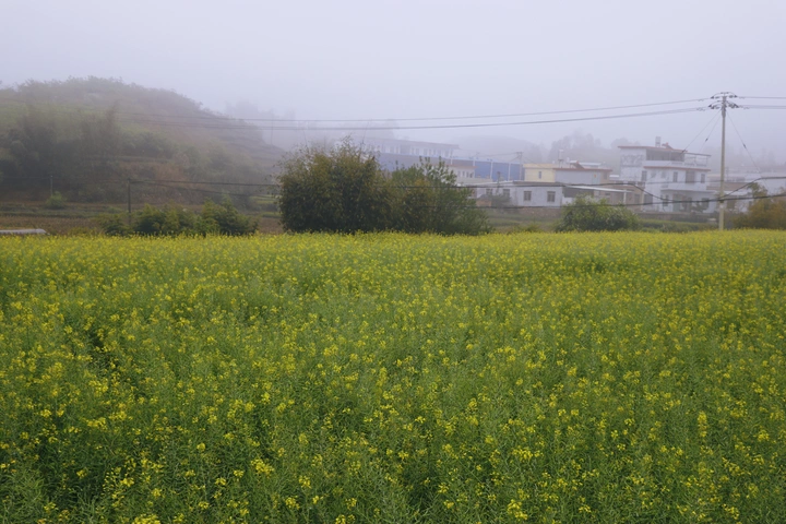 油菜花开了