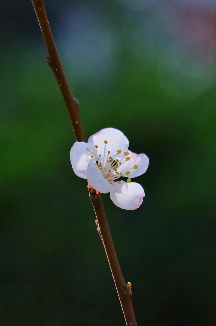 春暖花开
