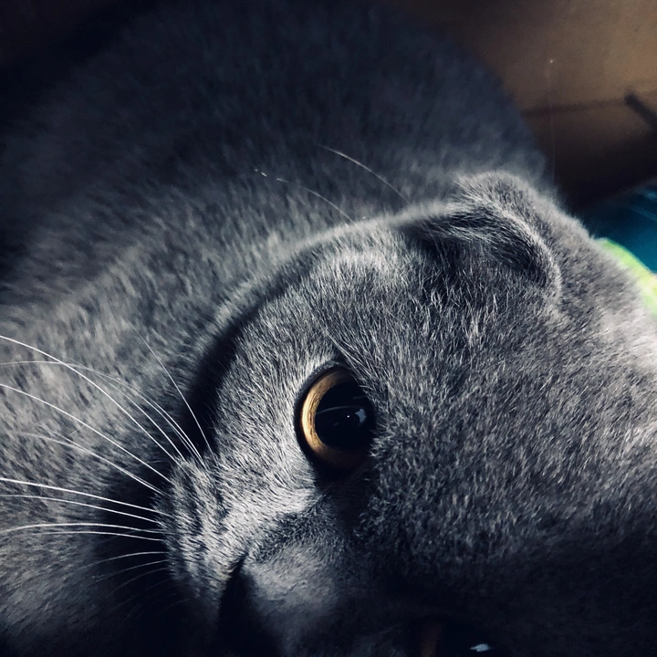 蓝猫