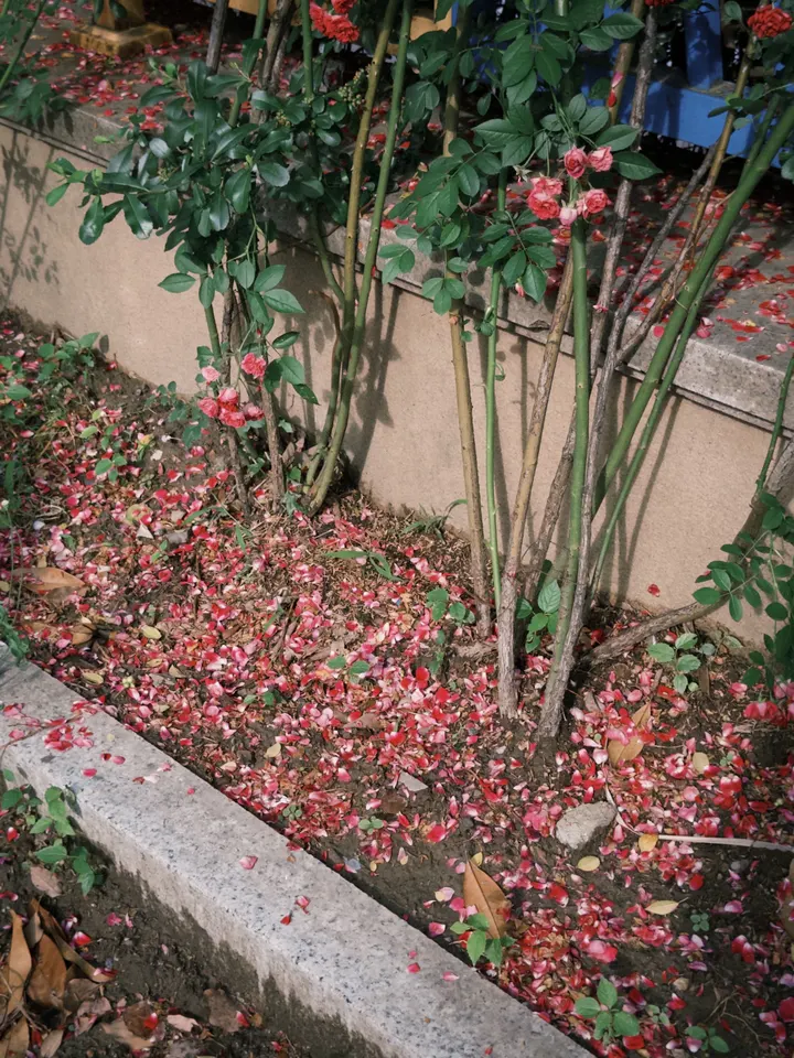 花落