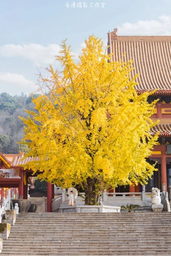 庙前有一棵黄色的树