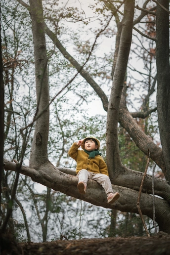 一个男孩坐在树枝上 在森林里 抬头看着树枝。