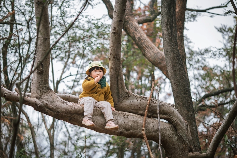 一个小男孩坐在树的一个分枝上 一个年轻的孩子正在爬树。