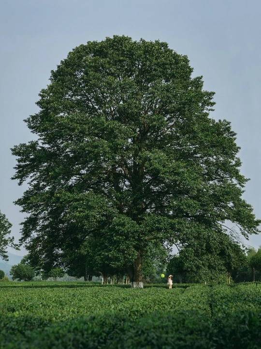 中间有一片茂密的绿色草地的巨大树木