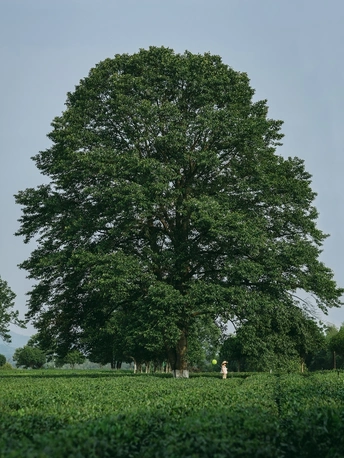 中间有一片茂密的绿色草地的巨大树木