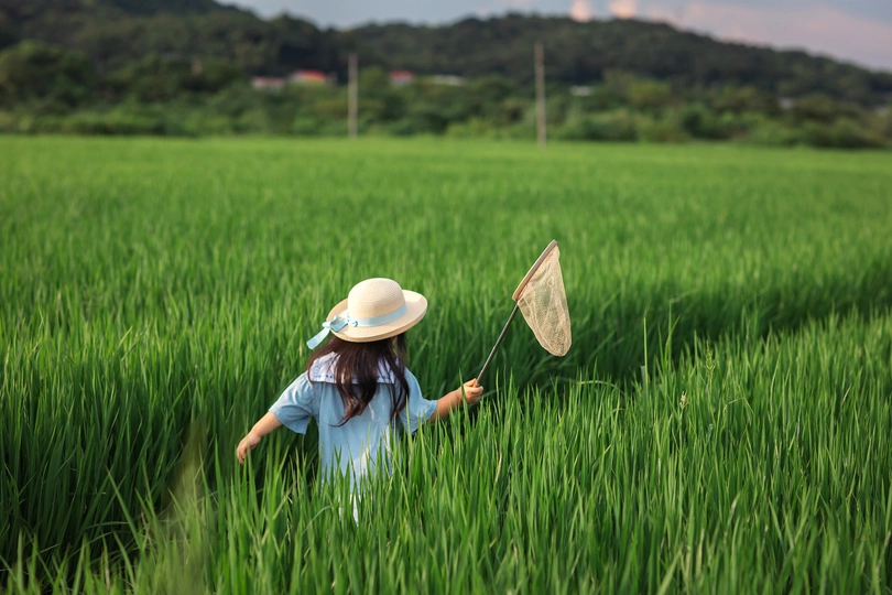 一个戴着帽子的小女孩穿过一片稻田 稻田里长着绿草。