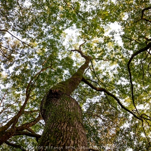 抬头仰望一棵大树的树冠 绿色枝叶