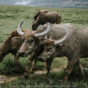 一群大角牛在草地上吃草