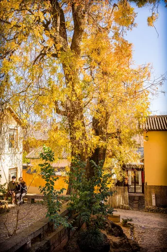 秋天里 树下乘凉的人们