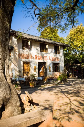 建筑前的一棵大树