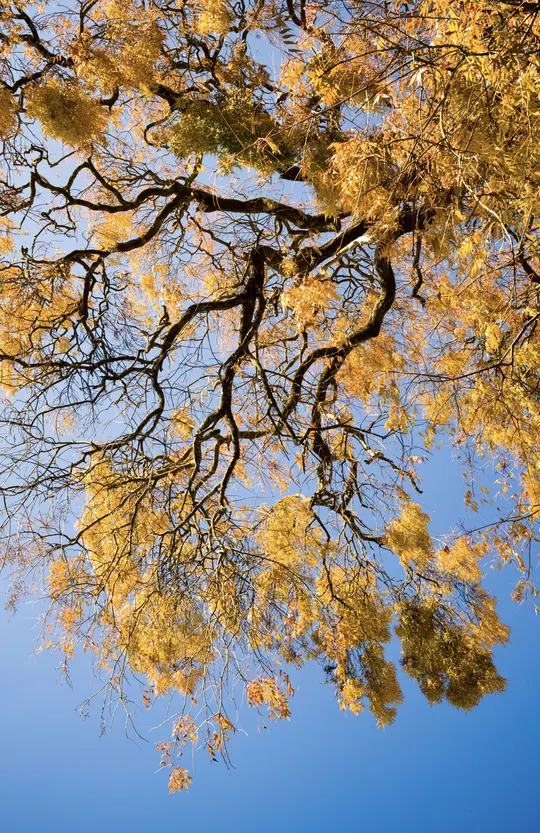 秋天的一棵树 背景是蓝天