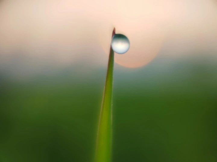 朝露