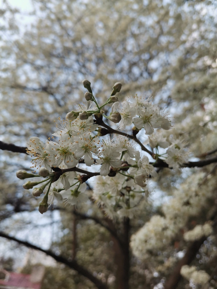 花开