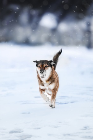 一只狗穿越雪地