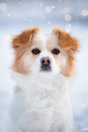 雪中小狗的肖像