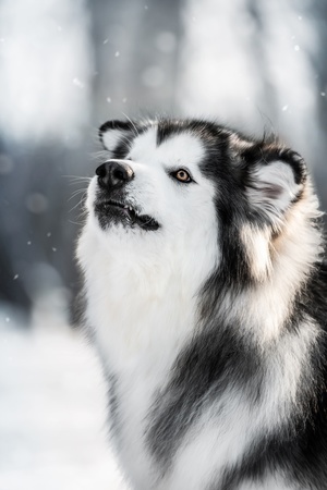 雪地上的黑白狗