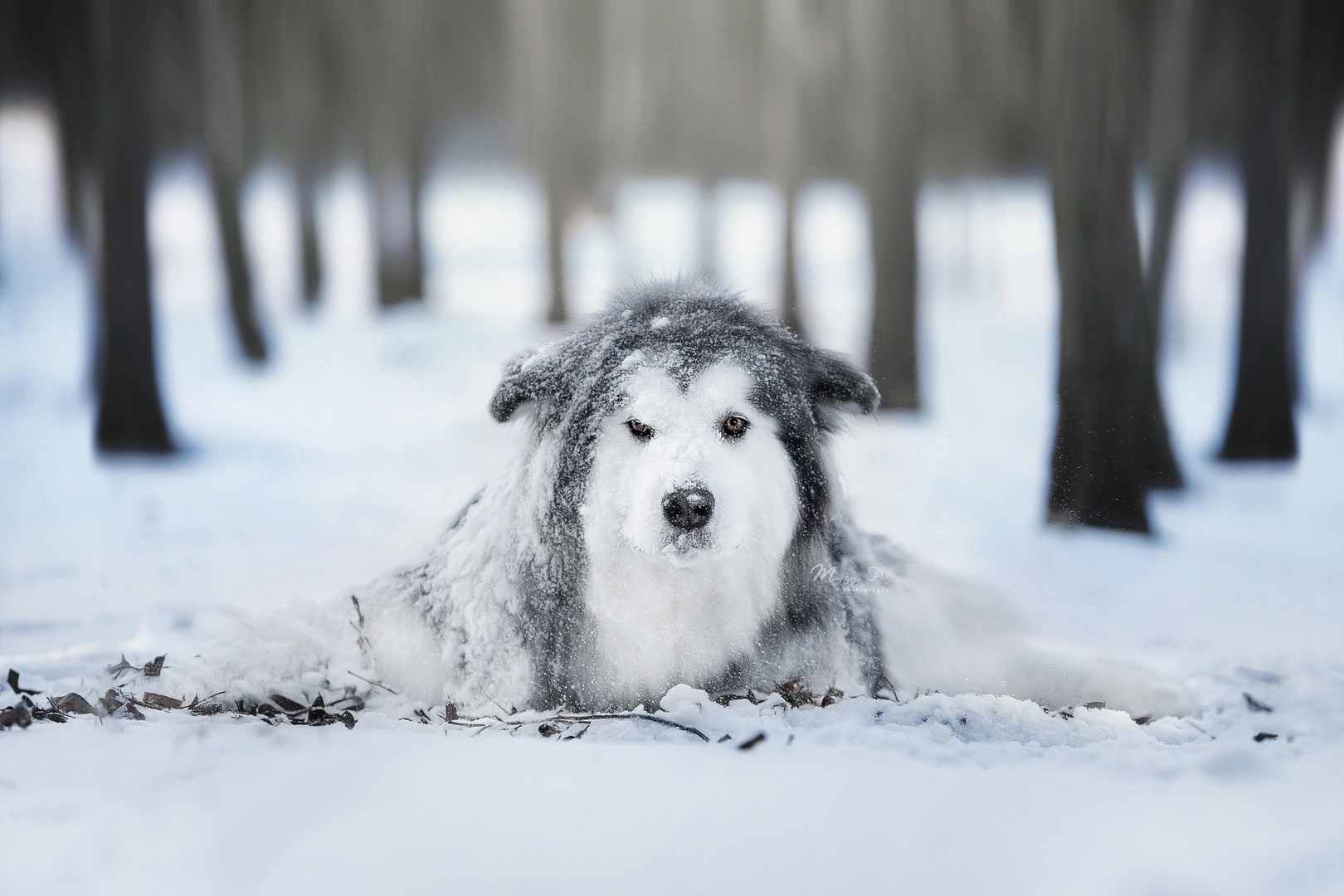 一只大型狗在森林中的雪地上躺着