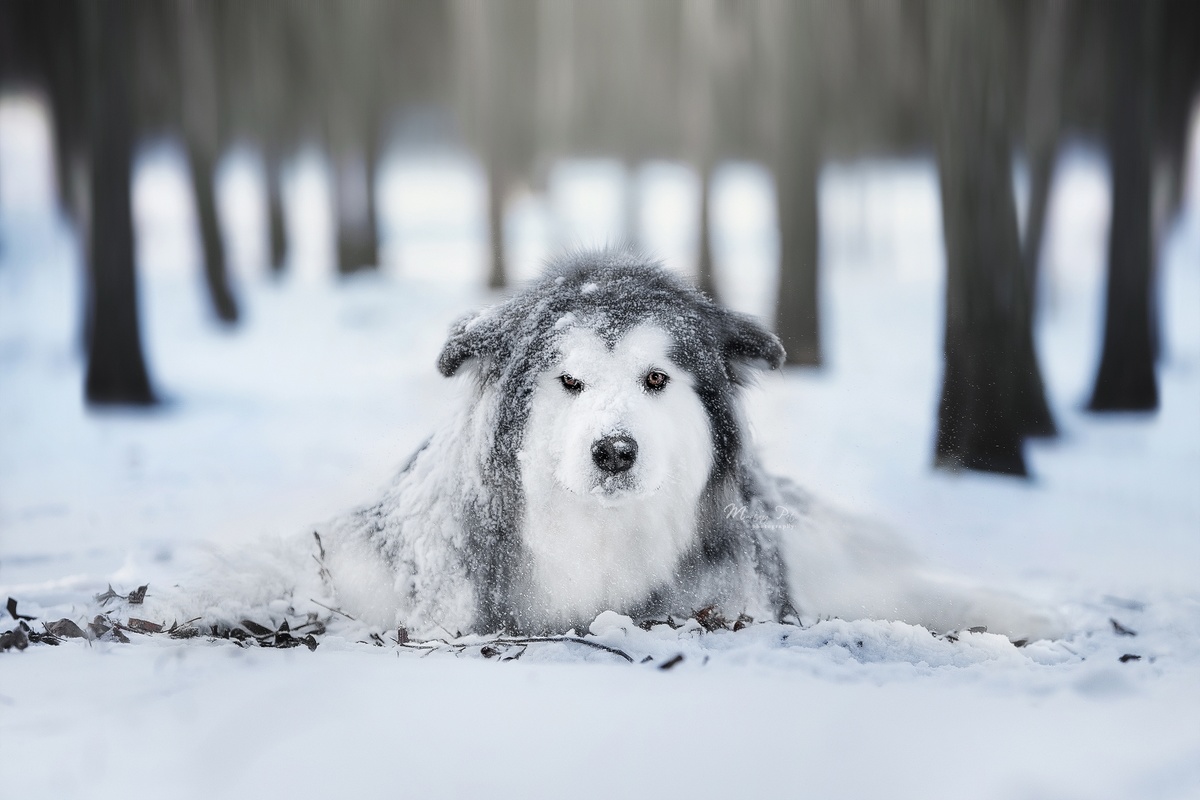 一只大型狗在森林中的雪地上躺着