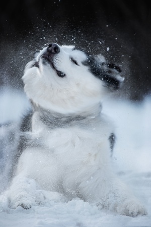 一只白色的小狗在雪地里玩耍