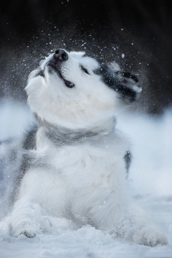 一只白色的小狗在雪地里玩耍