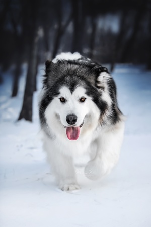 一只黑白相间的狗在雪中奔跑