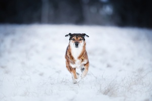 一只狗穿越一个雪地田野