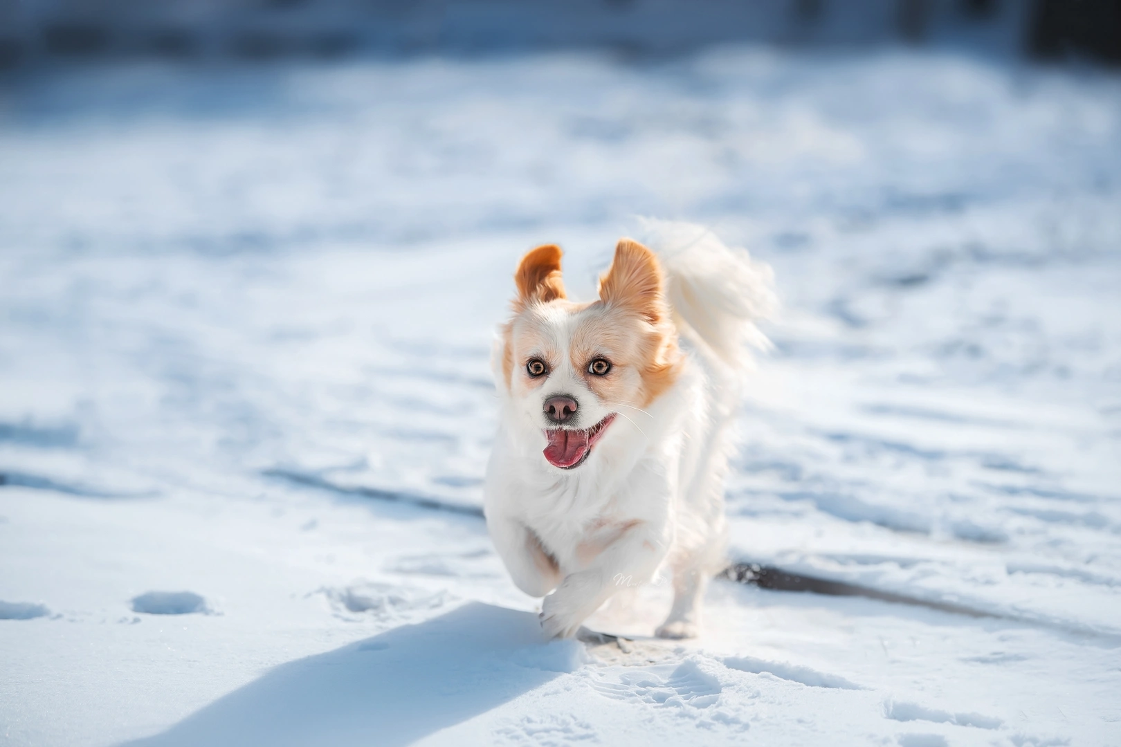 小白狗在冬天穿过雪地