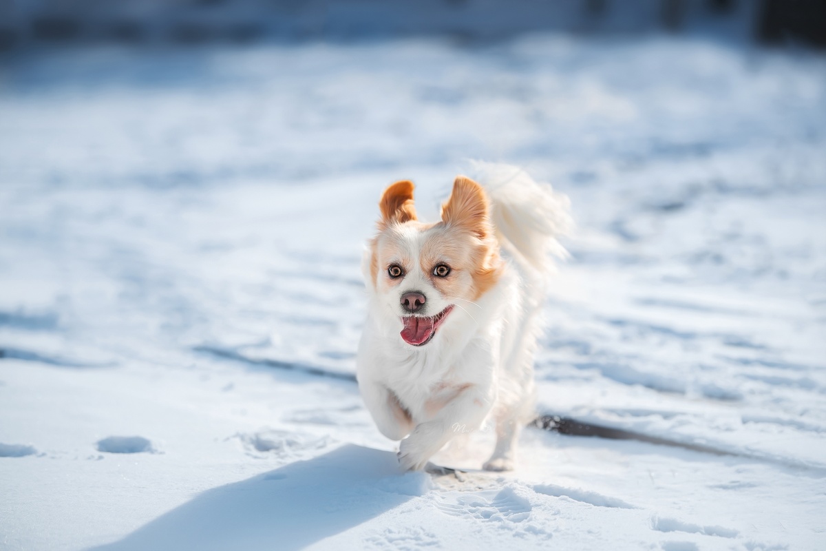 小白狗在冬天穿过雪地