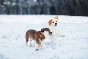 几只小狗在雪地中奔跑