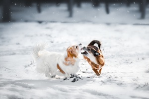 几只狗在雪中奔跑