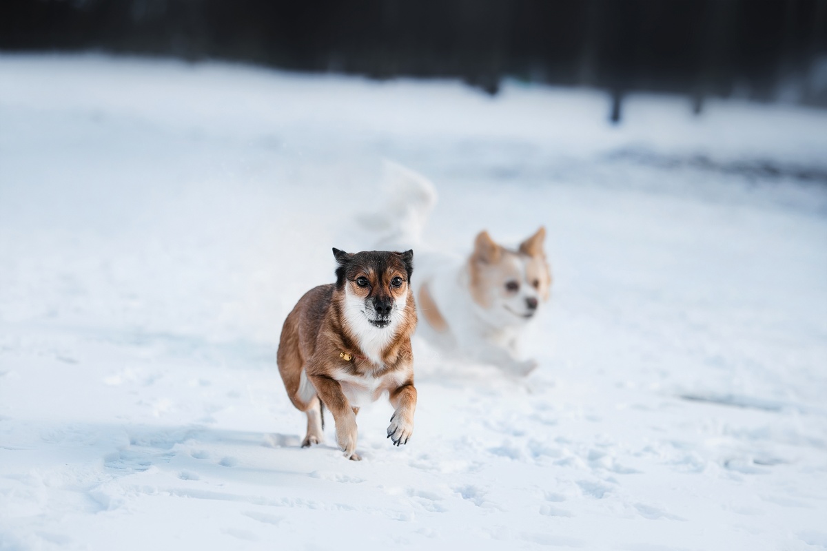 几只狗在雪中奔跑