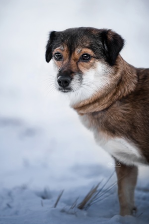 一只棕色和白色的狗站在雪地里