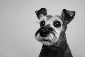 一只黑白小狗的肖像