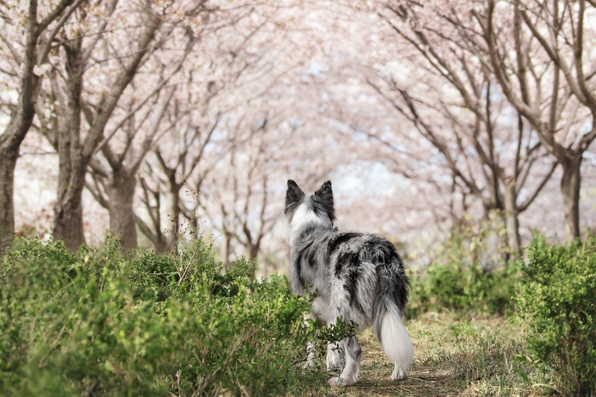 一只黑白相间的狗在森林小径上行走