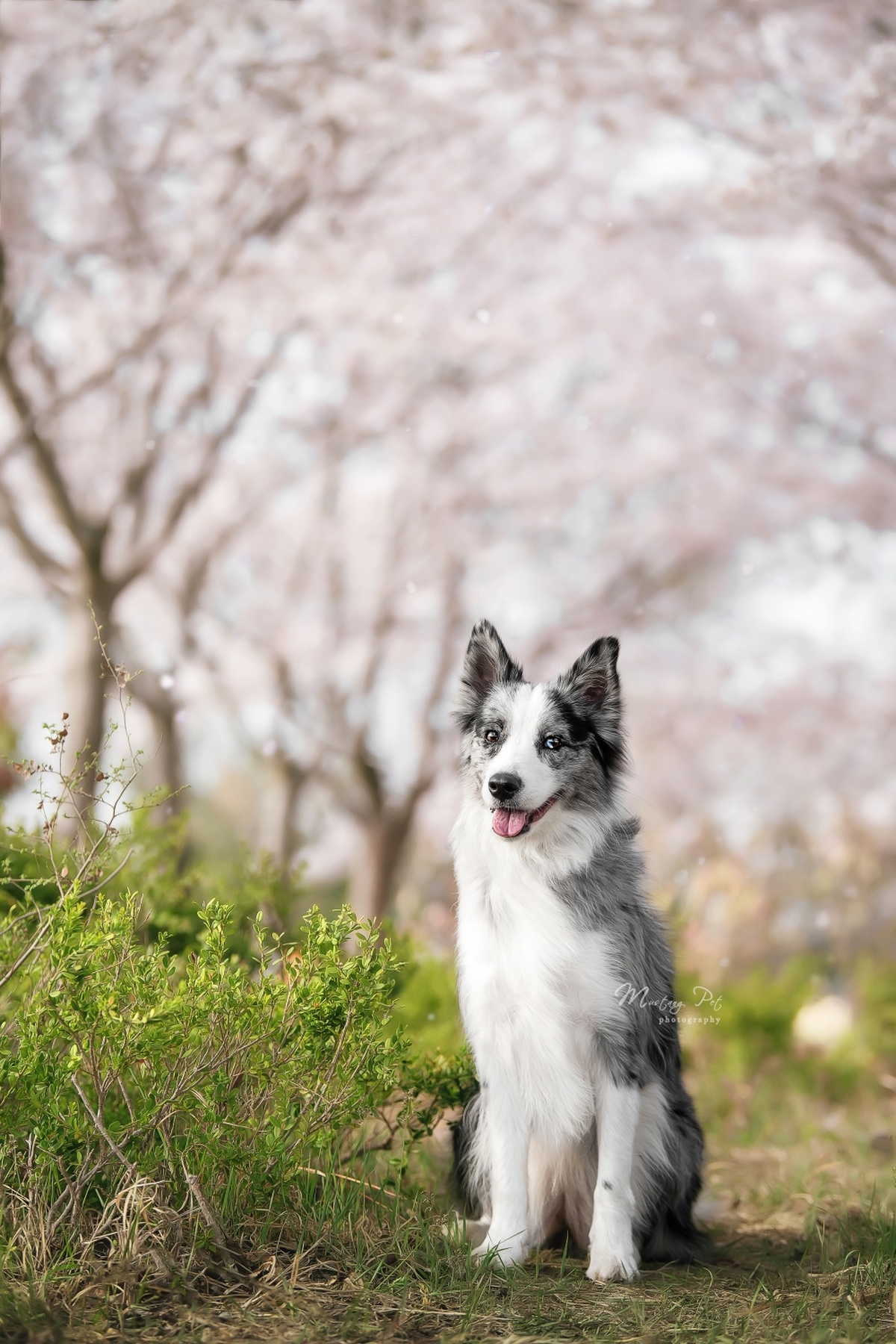 一只小狗站在一个有树木和樱花盛开的原野上
