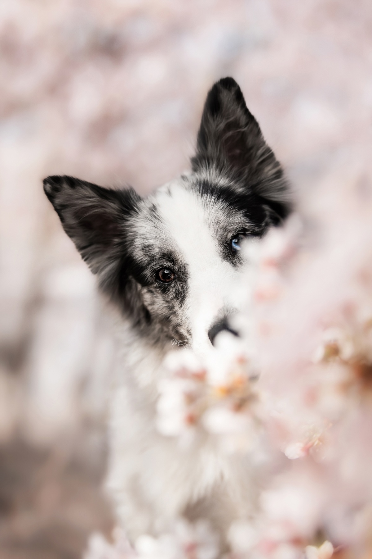 一只黑白相间的狗狗站在一棵开满粉色花朵的树前