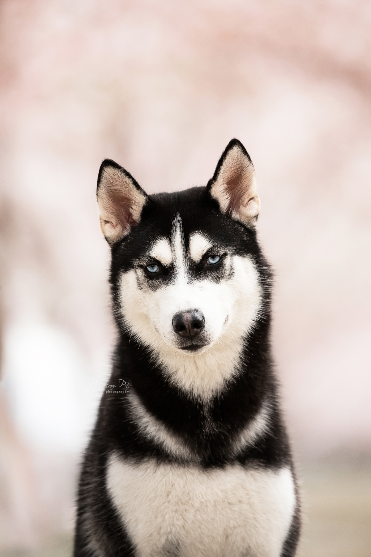 一只黑白相间的小狗 眼睛是蓝色的 在雪地里。