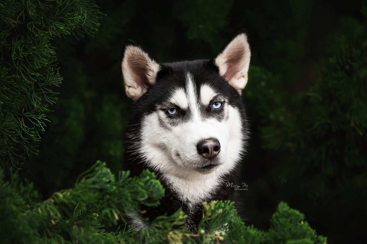 森林中黑白相间狗的肖像 蓝眼睛