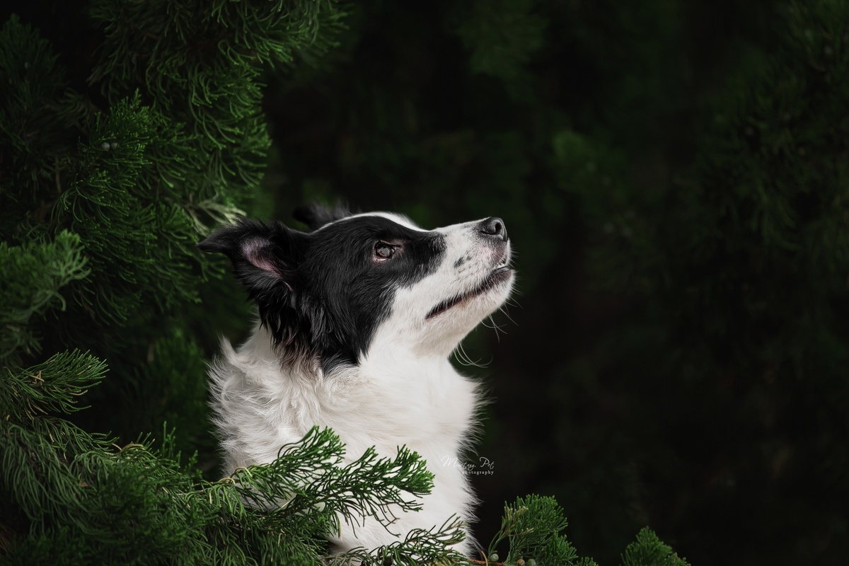 一只黑白相间的狗坐在一棵绿树的枝头上