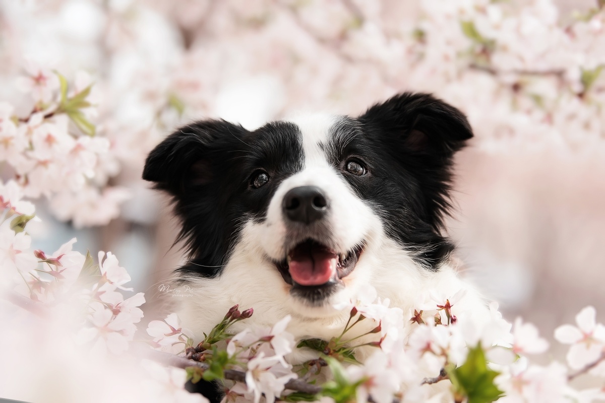 一只黑白相间的狗在樱花树的花朵中。