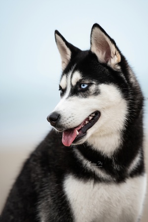 一只黑白相间的狗 眼睛是蓝色的 在沙滩上。