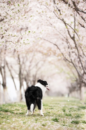一只黑白相间的狗站在花丛和树木的田野中