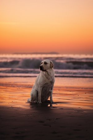 夕阳下坐在沙滩上的白色狗 背景是海洋