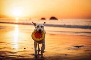 夕阳下在沙滩上持飞盘的一只白色狗