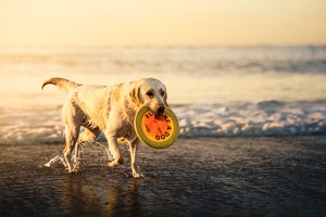 沙滩上 一只白色狗嘴里叼着一只黄色飞盘。