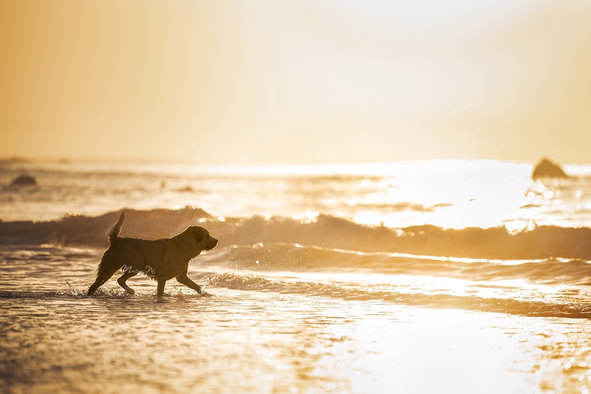 夕阳下在沙滩上奔跑的狗 太阳在水里