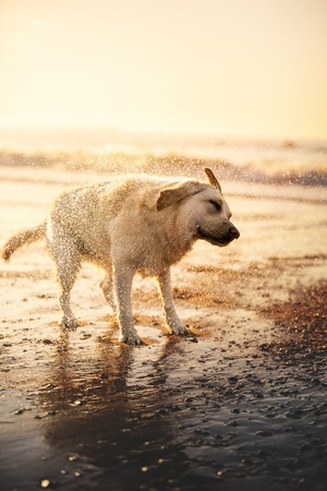 一只白色的狗站在潮湿的海滩旁边 靠近海洋。