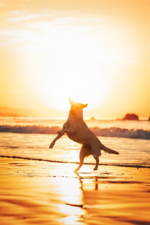 夕阳下在沙滩上奔跑的小狗 背景是太阳